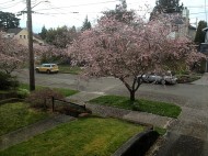 窓一面、桜並木が縁どって。