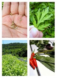 左上から時計回りに島ウイキョウの種子、自生するフーチバ(ヨモギ)、農園の島唐辛子やパクチーファラン(ノコギリコリアンダー)など、ホーリーバジル(2010年頃撮影) 