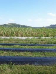 台風被害の後、少しずつ復興している畑